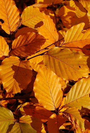 Green Beech Hedge 