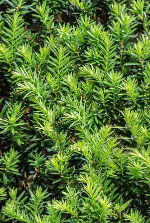 English Yew Hedge Plants (Taxus baccata)