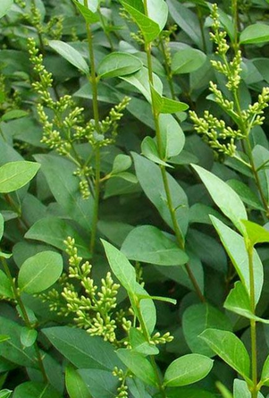 Common Privet Hedge 