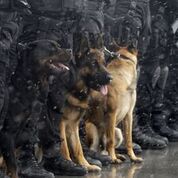 Dog Security