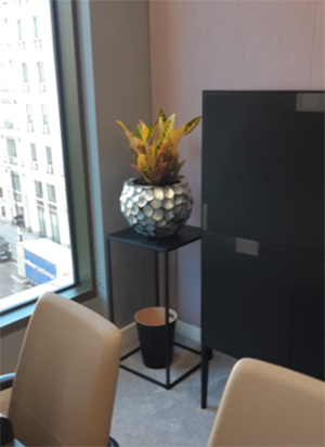 Office Plants Supplied in Mayfair London