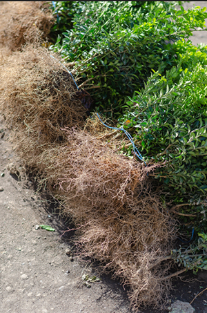 Pre-order High Quality Bare Root Hedging Plants for November 2023