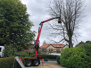 Mechanised arboriculture