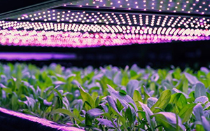 The fall and rise of vertical farming companies