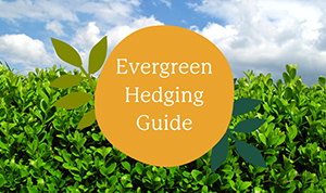 Evergreen Hedging Guide