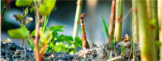 Professional Weed Control