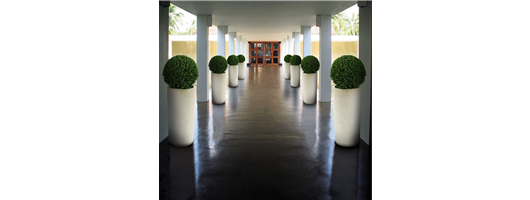 Buxus Ball in ceramic planter