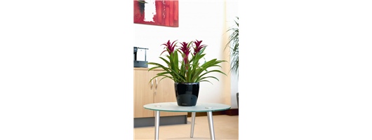 Counter top Guzmania plant