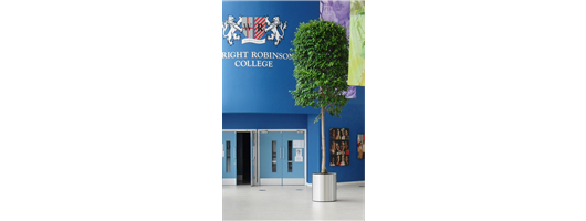 Ficus Tree in stainless steel planter