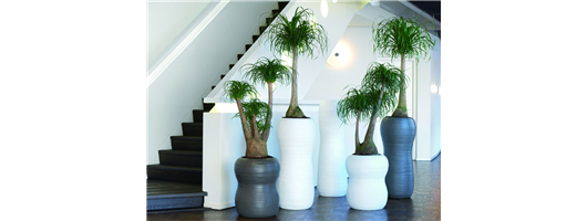 Nolina Plants in Harmony planters