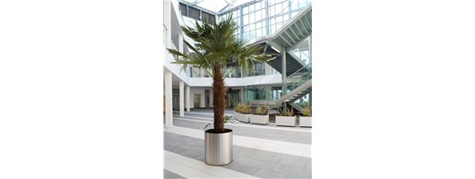 Washingtoneia Palm in Steel planter