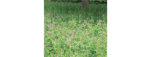 Meadowmat Woodland Shade