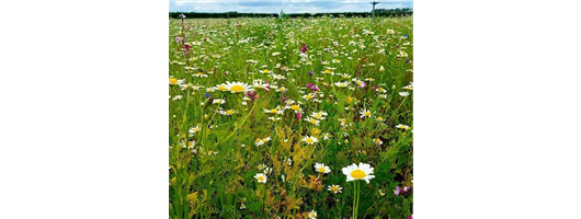 Meadowmat Cottage Garden