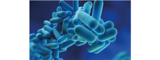 Legionella Services