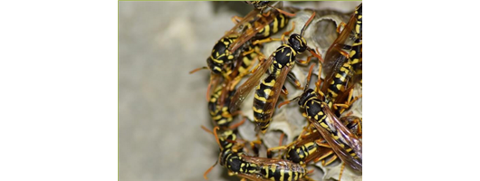 Wasp Management