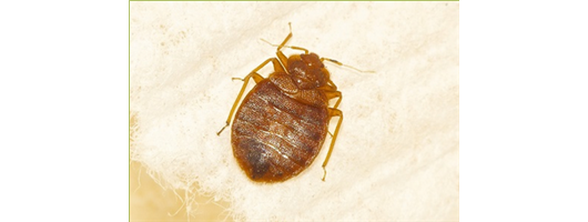 Bed Bug Removal