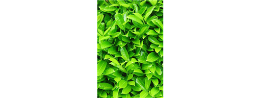 Laurel Hedging Plants