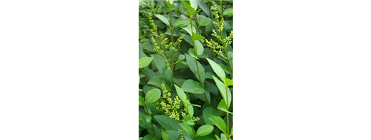 Privet Hedging Plants