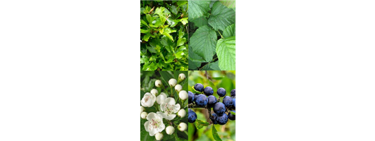 Native Mixed Hedge Plants