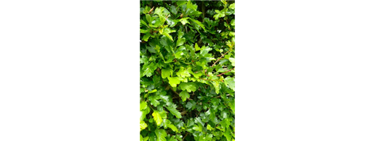 Flowering Hedge Plants