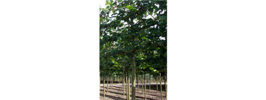 Espalier Trees