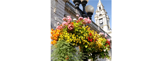 Self-Watering Planters