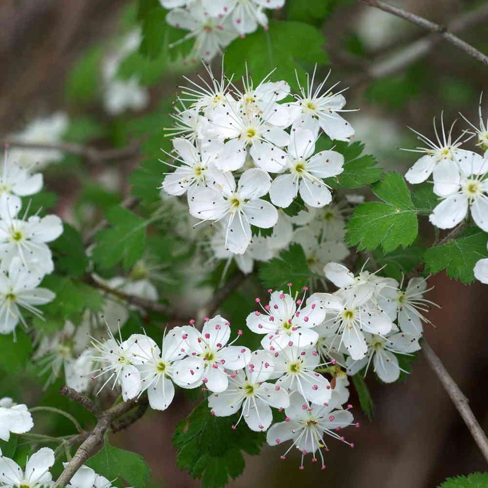 Hawthorn 