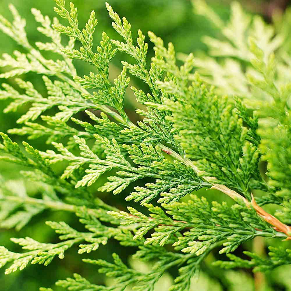 Leylandii 