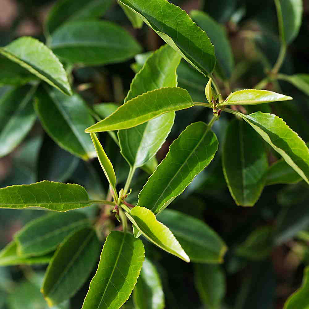 Portuguese Laurel