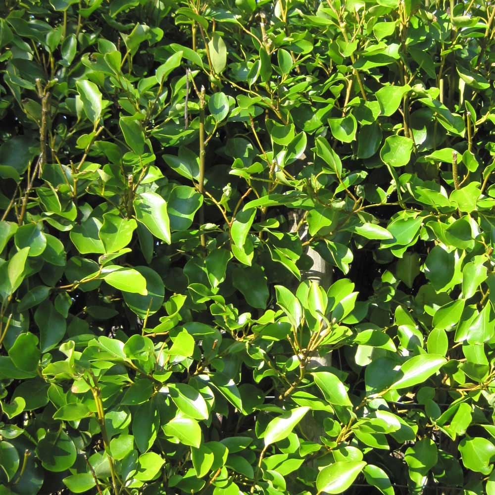 Griselinia Littoralis 