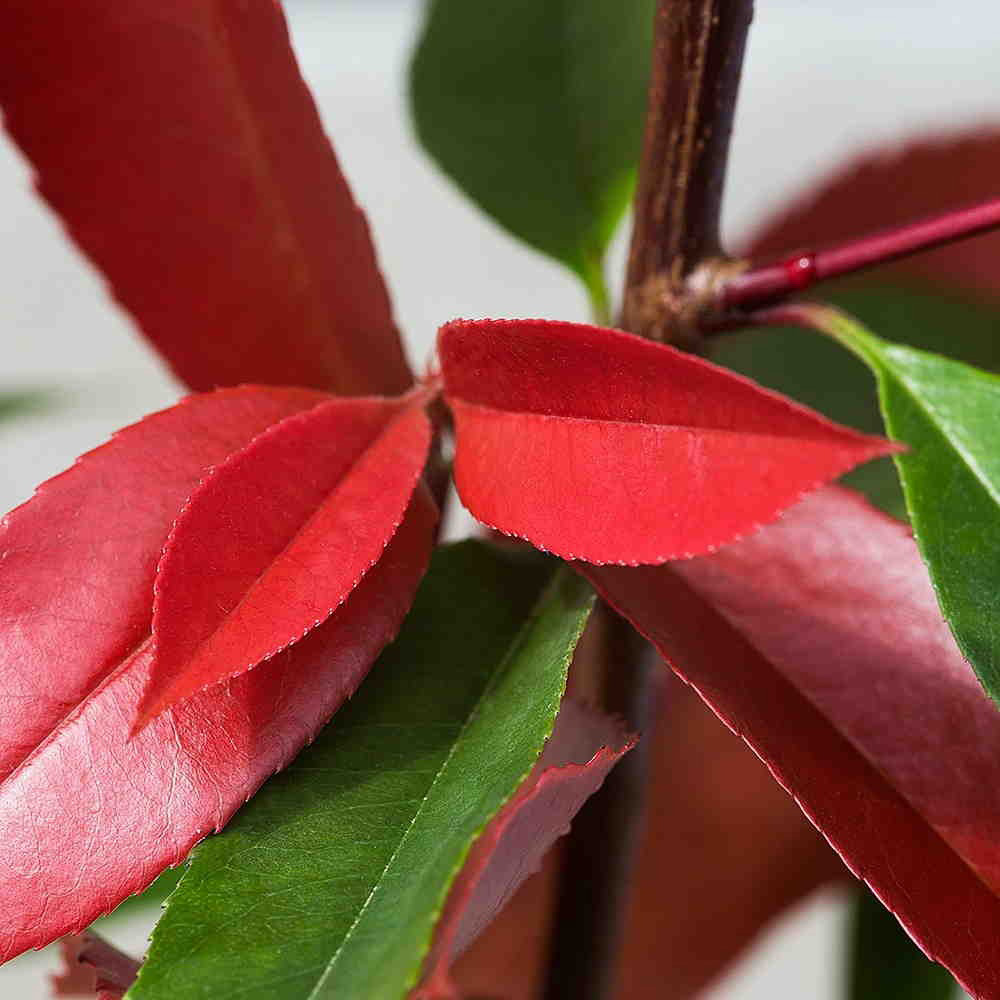 Photinia