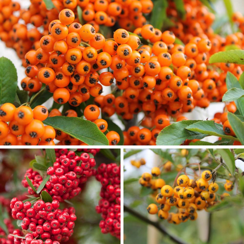 Pyracantha ''Firethorn''