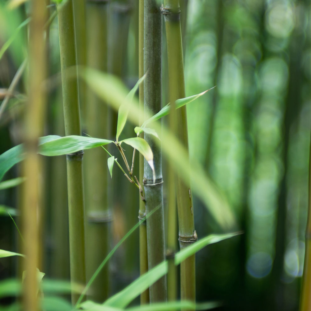 Bamboo