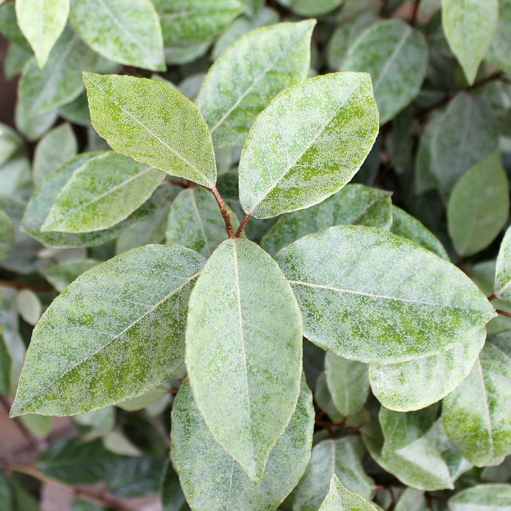 Oleaster (Elaeagnus x ebbingei)