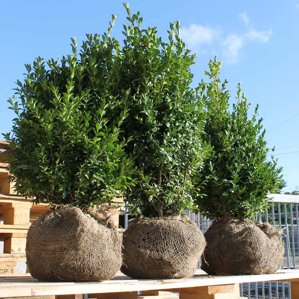 Root Ball Hedging