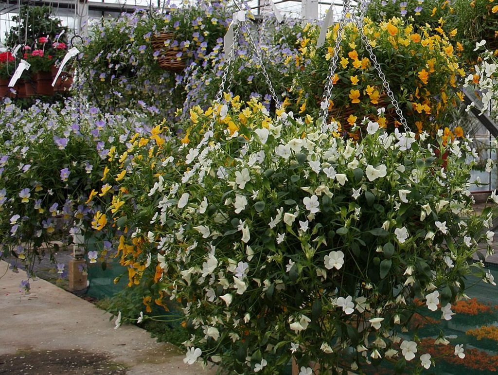 Hanging Baskets & Trailing Ivy