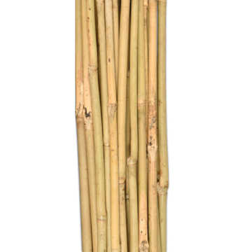 Bamboo Canes