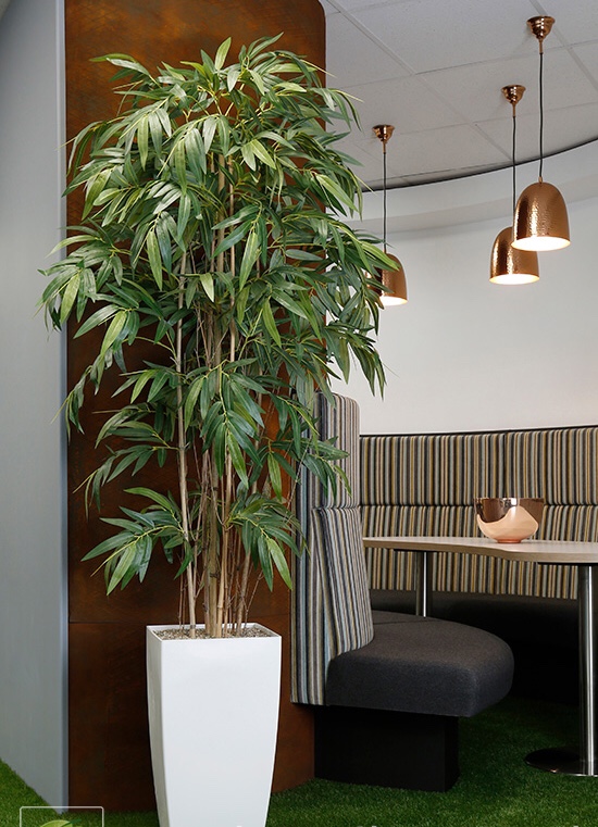 Indoor Plants & Planters