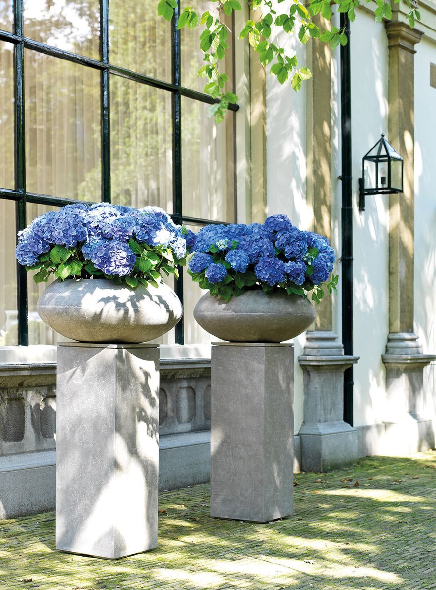 Hydrangea in Division Fiber Planters