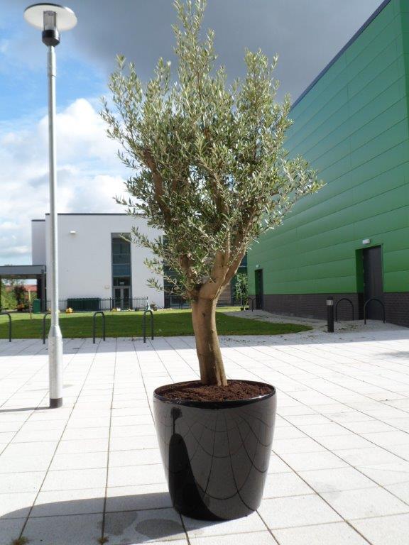 Olive Tree in Classico Planter