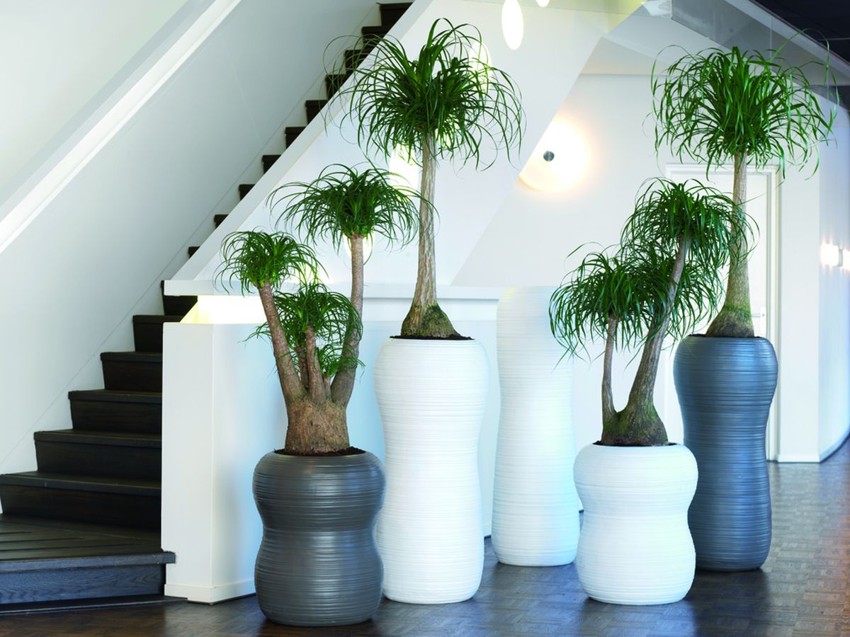 Nolina Plants in Harmony Planters