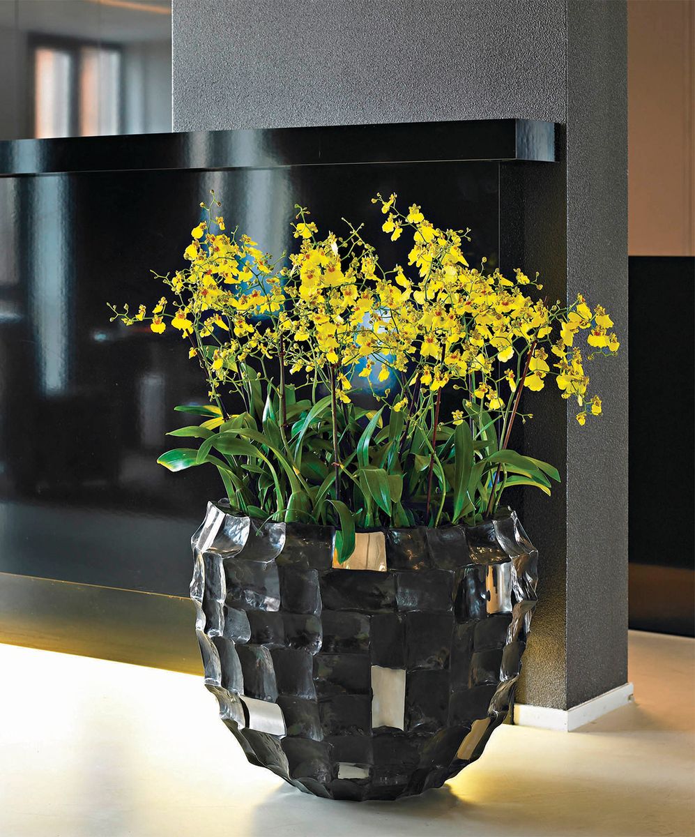 Oncidium in Shell Planter