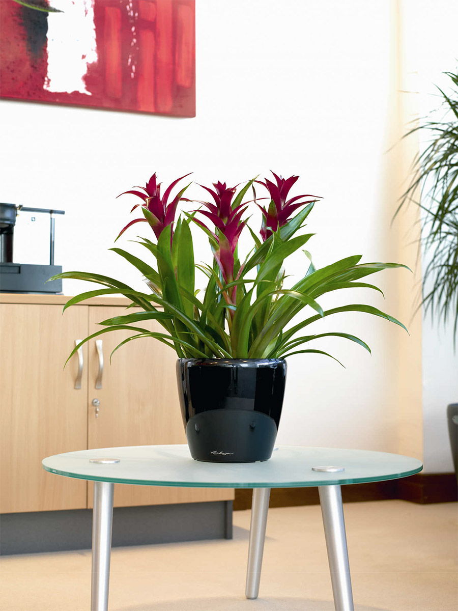 Counter top Guzmania Plant