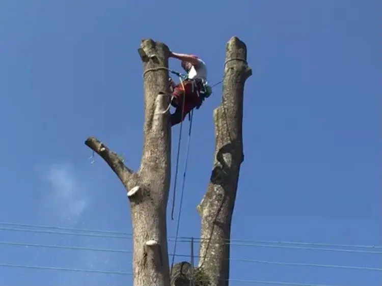 Tree Dismantling