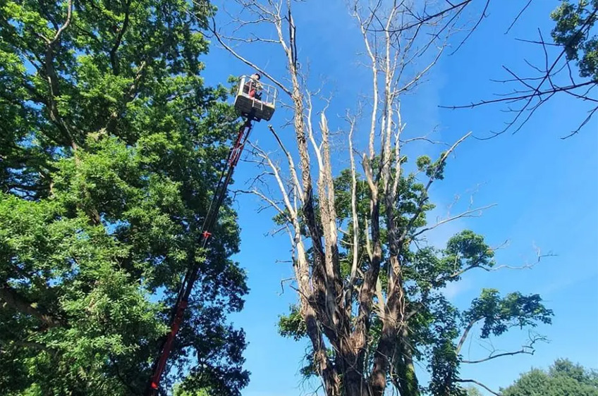 Tree Felling