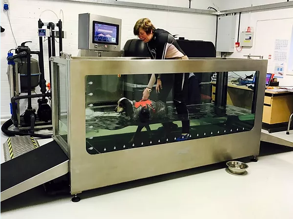 Canine Treadmills