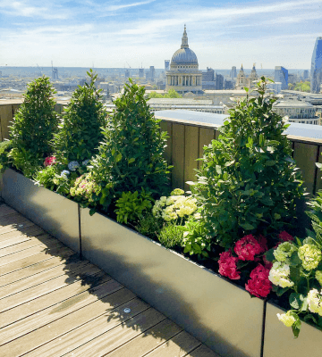 Outdoor Plants