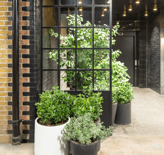 Entrance Planting