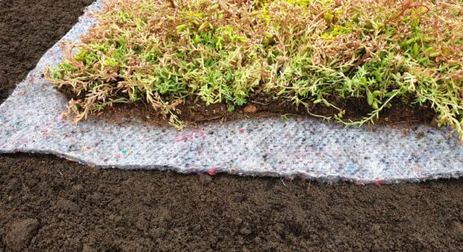 Sedum Mats