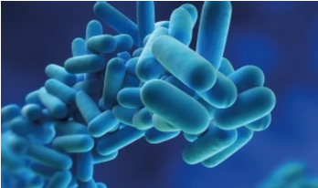 Legionella Services